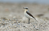 Wheatear (Oenanthe oenanthe) at Oropos lagoon
