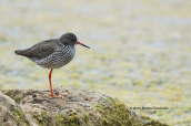 Redshank (Tringa totanus) at Oropos lagoon