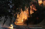Forest fire at Attika region