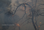 Forest fire at Attika region