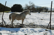Horse at Attica