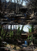 Kifisos river after the fire at 13-08-2021 and 13-10-2021, Κηφισος αναγεννηση πλατανοδασος, Κηφισος αναγεννηση πλατανοδασος