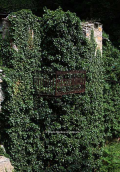 Image at Pelion mountain