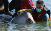 Cuvier's Beaked Whale (Ziphius cavirostris) at the beaches of the southern suburbs of Athens