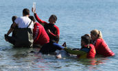 Cuvier's Beaked Whale (Ziphius cavirostris) at the beaches of the southern suburbs of Athens