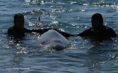 Cuvier's Beaked Whale (Ziphius cavirostris) at the beaches of the southern suburbs of Athens