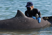 Cuvier's Beaked Whale (Ziphius cavirostris) at the beaches of the southern suburbs of Athens