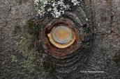 Eye of the tree (Dirfis 2022)
