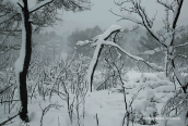 The burned by the fire areas of Parnitha mountain covered by snow