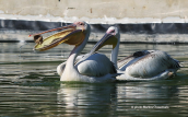 White pelicans at Tritsis park at the city of Athens