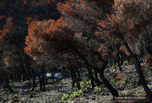 Image of Parnitha mountain after the forest fires of 2023
