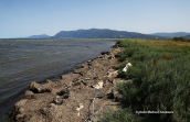 Skarfia wetlands