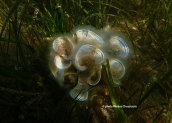 Peacocks tail (Padina pavonica)