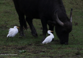 Cattle egrets (Bubulcus ibis) at Kerkini lake