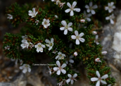 Frankenia hirsuta at Monemvasia