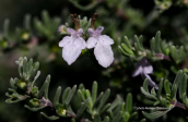 Teucrium brevifolium at Elafonisos