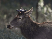 Red deer(Cervus elaphus) with its new antlers, at Parnitha mountain