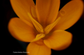 Κροκος (Crocus flavus ssp atticus) at Parnitha mountain