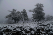 Snow at Parnitha mountain
