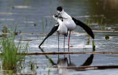 Black-winged stilts (Himantopus himantopus) at Oropos lagoon