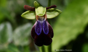 Ophrys iricolor at Parnitha mountain