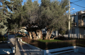 The Peisistratos olive tree 2500 years os age at Attica