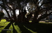 The Peisistratos olive tree 2500 years os age at Attica