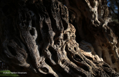 The Peisistratos olive tree 2500 years os age at Attica