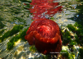 Beadlet anemone (Actinia equina)