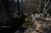 Kifisos river after the fires at Attica region, Φωτια δασος Forest fire Κηφισος Kifisos river, Φωτια δασος Forest fire Κηφισος Kifisos river