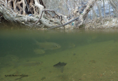 Squalius vardarensis at Kifisos river, ποταμοκέφαλος Squalius vardarensis Kifisos river Κηφισος, ποταμοκέφαλος Squalius vardarensis Kifisos river Κηφισος