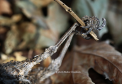 Burned bird at forest fire at Attica region
