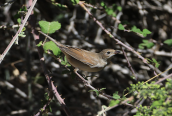 Common Whitethroat (Sylvia communis)