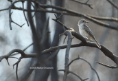 Spotted flycatcher (Muscicapa Striata) at Attica