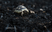 A juvenile turtle at the burned areas of Attica, Χελωνακι juvenile turtle, Χελωνακι juvenile turtle