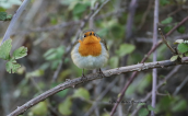 Robin (Erithacus rubecula)