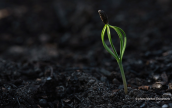 The seeds od the pine trees grow on the burned areas of Attica