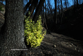 Rebirth at the burned areas of Attica