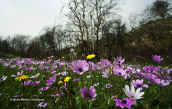 Windflowers