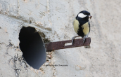 Great tit (Parus major) at its nest at Kifisos river(Attica)