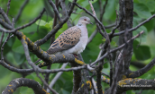 Turtle dove (Streptopelia turtur)