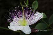 Capparis spinosa at Attica