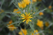 Scolymus hispanicus at Attica