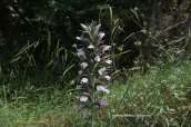 Bear's Breeches (Acanthus spinosus) at Attica