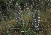 Bear's Breeches (Acanthus spinosus) at Attica