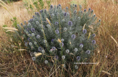 Small globe thistle (Echinops ritro) at Attica