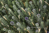 Small globe thistle (Echinops ritro) at Attica
