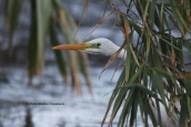 Great white egret (Egretta alba) at Kifisos river(Attica)