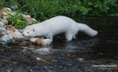 American mink (Neovison vison) at Kifisos river (Attica)