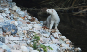 American mink (Neovison vison) at Kifisos river (Attica)